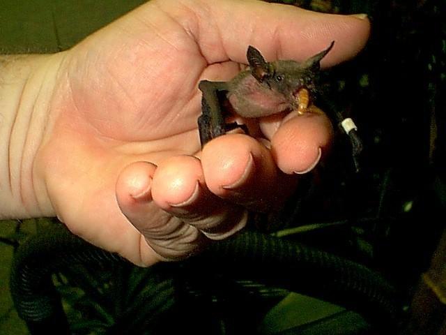 Chiroptera-Bundle bat-by Robin Russell.jpg