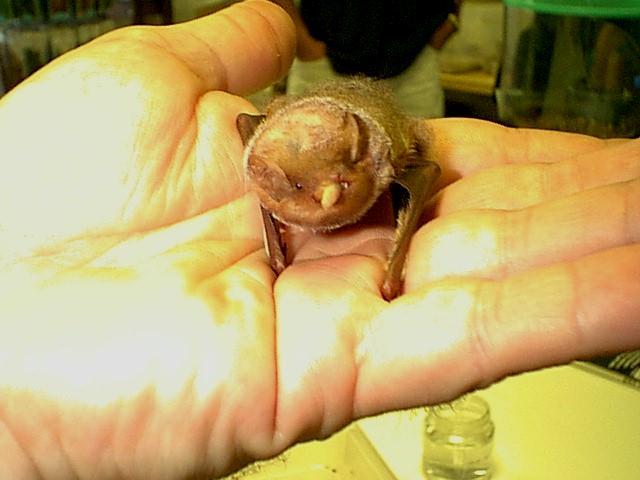 Chiroptera-Eastern red bat-face-by Robin Russell.jpg