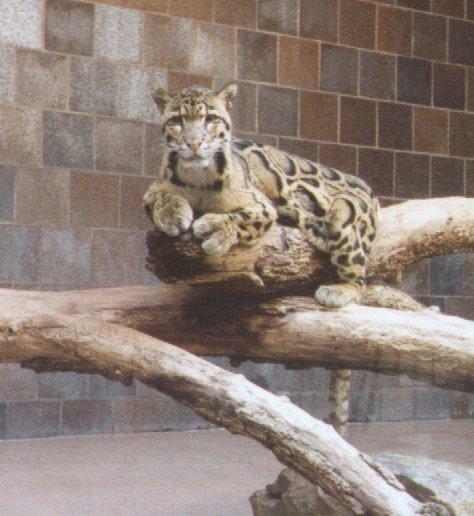 Clouded leopard-resting on log-by Dan Cowell.jpg