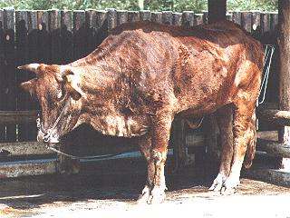 Cow-anim050-Korean Cattle.jpg