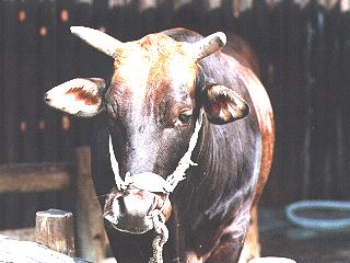 Cow-anim051-Korean Cattle.jpg
