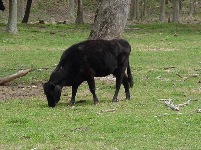 Cow004-Black cow-by Todd Rowe.jpg