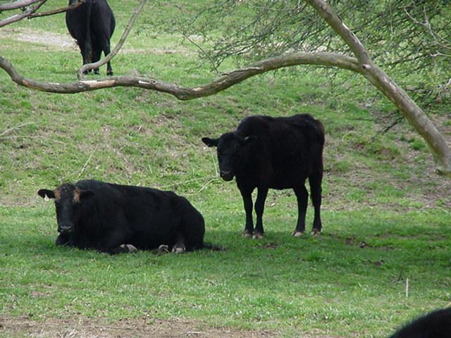 Cow005-Black cows-by Todd Rowe.jpg