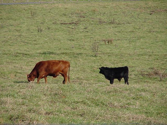 Cow1-Domestic Cattle-by Todd Rowe.jpg