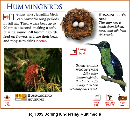 DKMMNature-Hummingbird-Fork-tailedWoodnymph-Eggs.gif