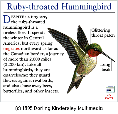 DKMMNature-Ruby-throatedHummingbird.gif