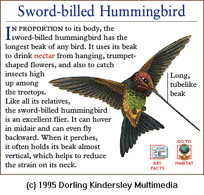 DKMMNature-Sword-billedHummingbird.gif