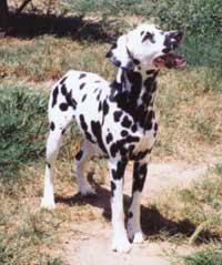 Dal8346j-Dalmatian Dog-by Lasse.jpg