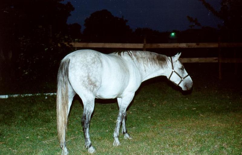 Dapple Gray Horse01-by S Thomas Lewis.jpg