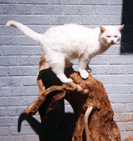 Delilah driftwood cropped-White House Cat-by Denise McQuillen.jpg