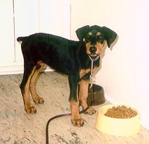 Dobermann4-Dog-by Lasse.jpg