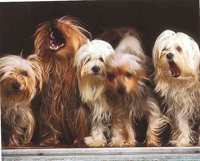 Dogs-01-TR-Maltese-by Trudie Waltman.jpg