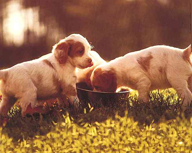 Dogs-02-TR-Puppies-by Trudie Waltman.jpg