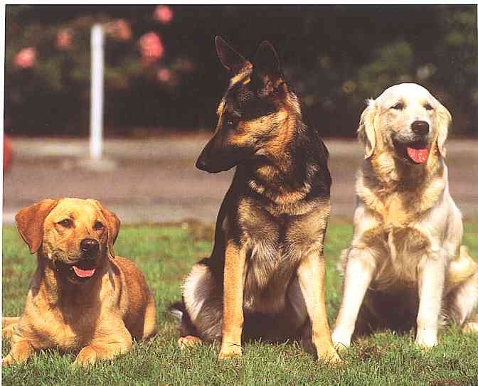 Dogs-04-TR-German Shepherd-and-Golden Retrievers-by Trudie Waltman.jpg