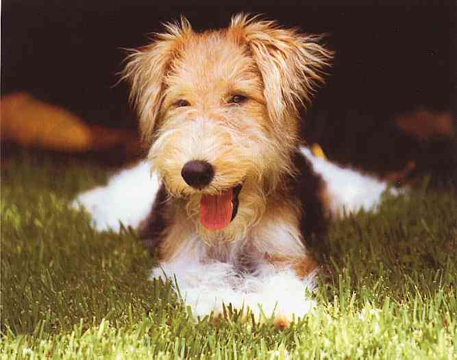 Dogs-06-TR-Fox Terrier-by Trudie Waltman.jpg
