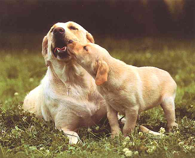 Dogs-07-TR-Yellow Labrador Retrievers-by Trudie Waltman.jpg