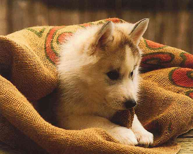 Dogs-10-TR-Husky Puppy-by Trudie Waltman.jpg