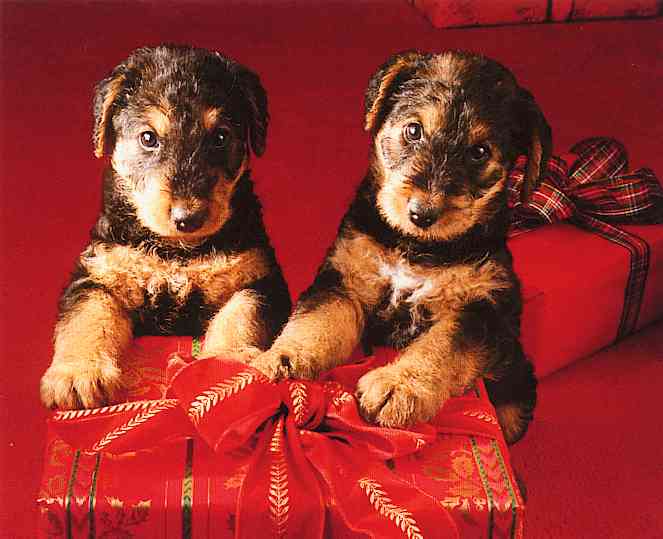 Dogs-12-TR-Terrier Puppies-by Trudie Waltman.jpg