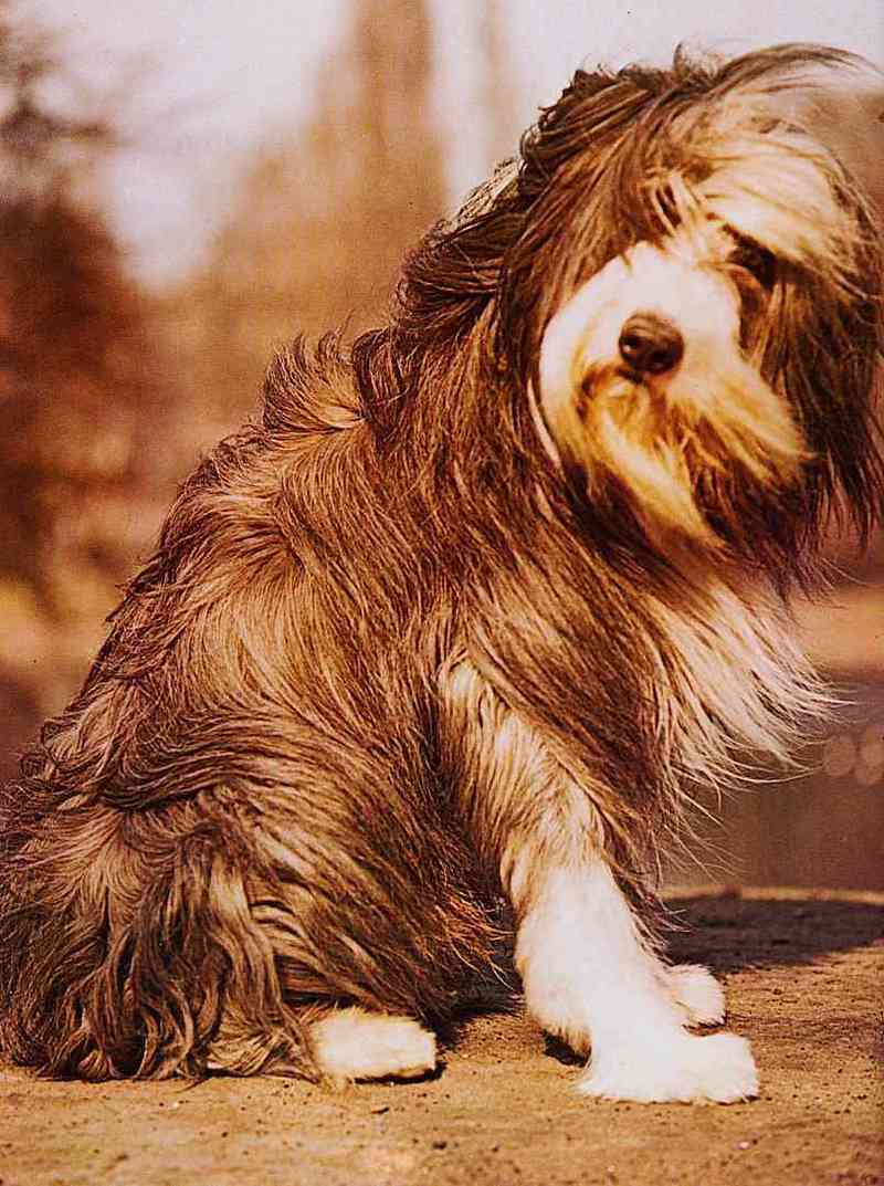 Dogs-13-TR-Terrier-by Trudie Waltman.jpg