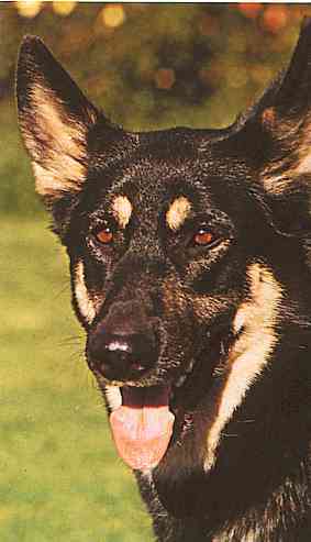 Dogs-15-TR-German Shepherd-by Trudie Waltman.jpg