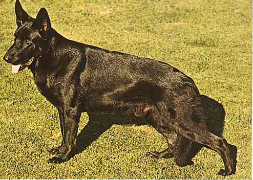 Dogs-17-TR-Belgian Shepherd-by Trudie Waltman.jpg