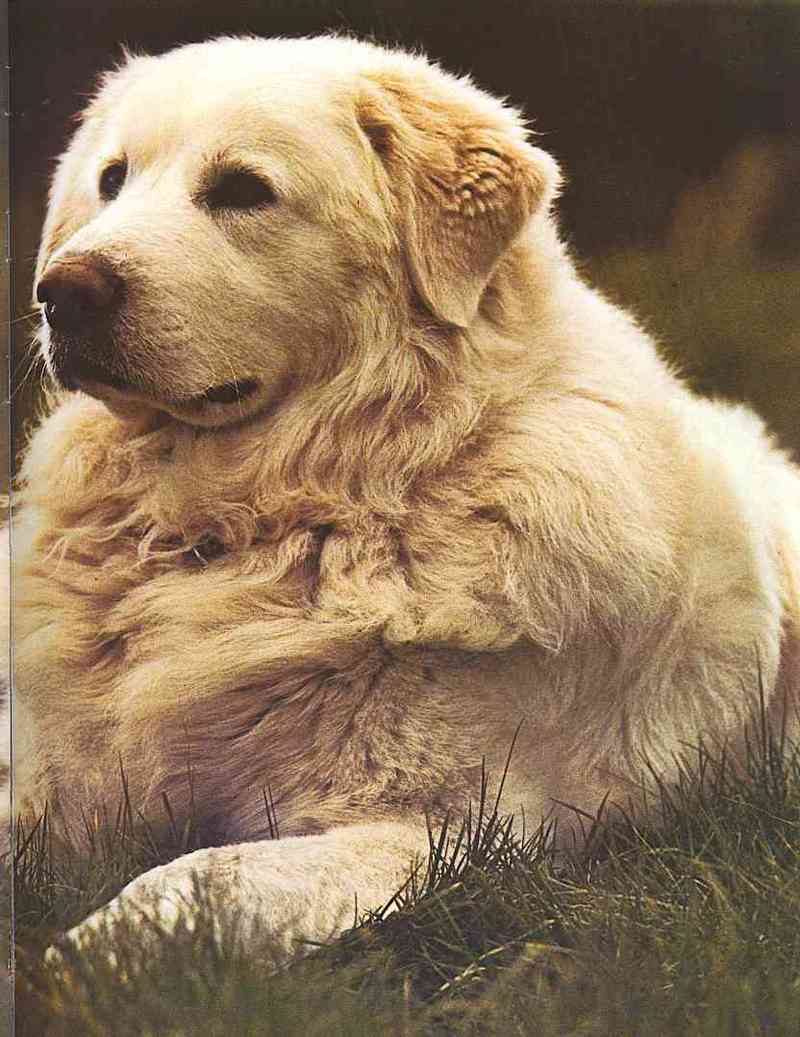 Dogs-19-TR-Samoyed-by Trudie Waltman.jpg