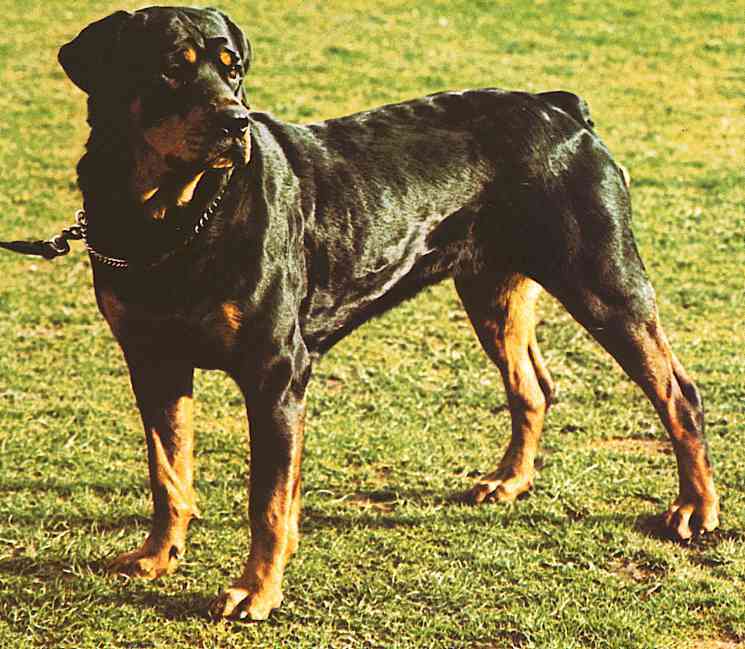 Dogs-24-TR-Rottweiler-by Trudie Waltman.jpg