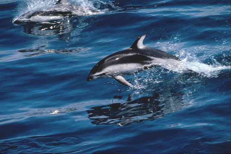 Dolfins-Dolphins-by Trudie Waltman.jpg