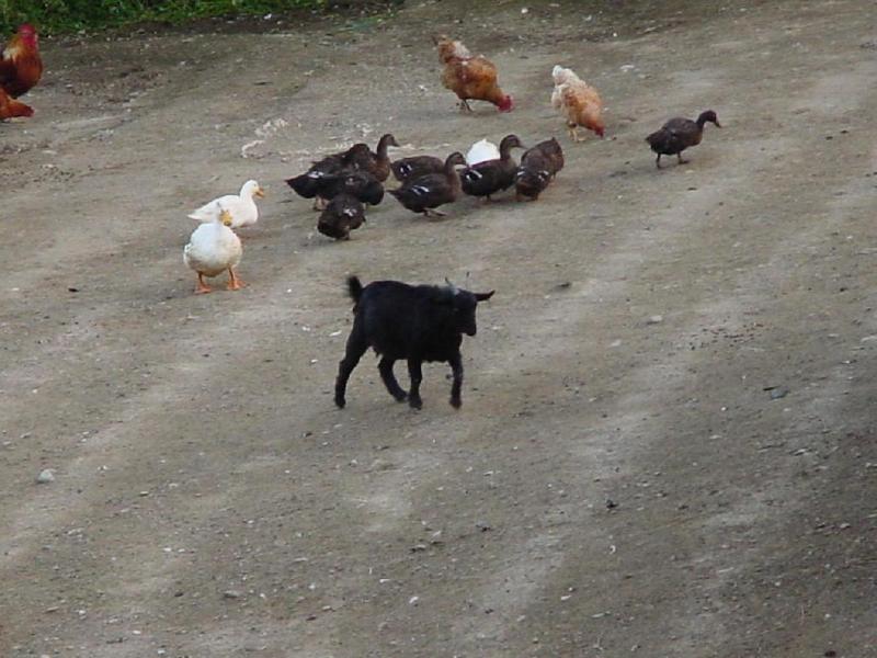 Domestic Ducks Chickens and Black Goats Suanbo01-by Jinsuk Kim.jpg
