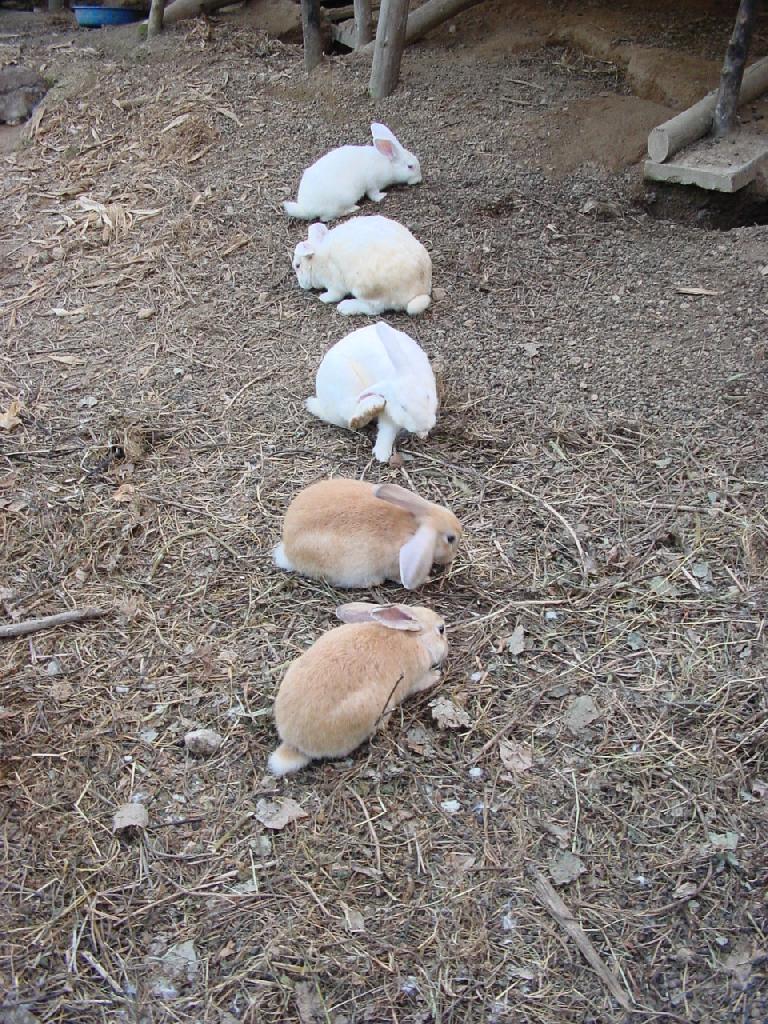 Domestic Rabbits Suanbo08-by Jinsuk Kim.jpg