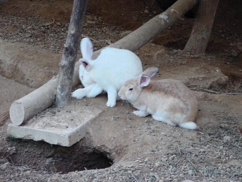 Domestic Rabbits Suanbo14-by Jinsuk Kim.jpg