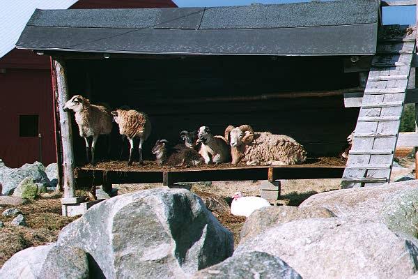 Domestic Sheep-RAFhangout-Red Apple Farm-by Paul Becotte-Haigh.jpg