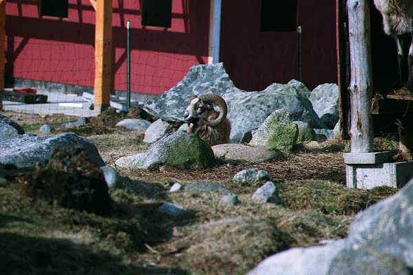 Domestic Sheep-horns-Red Apple Farm-by Paul Becotte-Haigh.jpg