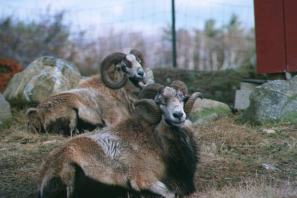 Domestic Sheep-horns2-Red Apple Farm-by Paul Becotte-Haigh.jpg