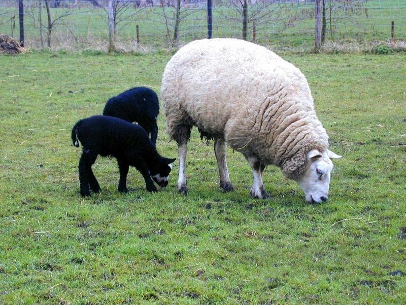 Domestic Sheep-mom and kids-by Ruud Bruijnesteijn.jpg