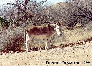 Donkey001-by Dennis Desmond.jpg