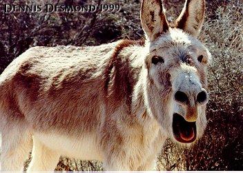 Donkey002-by Dennis Desmond.jpg