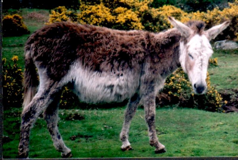 Donkey on Bodmin-by Theresa.jpg