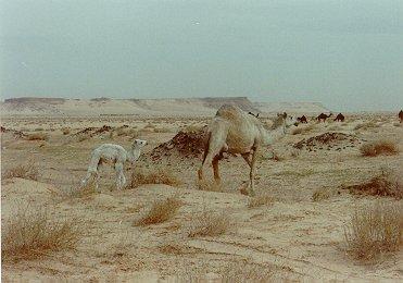 Dromedary camel001-by Dennis Desmond.jpg