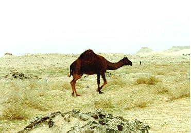 Dromedary camel002-by Dennis Desmond.jpg