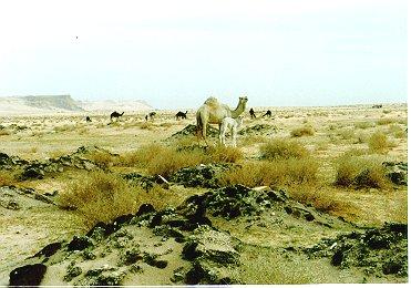 Dromedary camel003-by Dennis Desmond.jpg