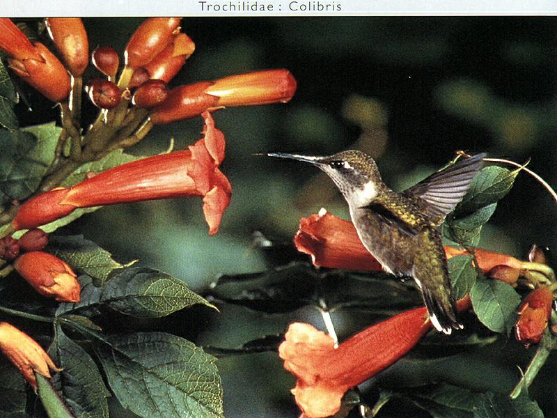 Ds-Oiseau 003-Unidentified Hummingbird-approaching flowers.jpg