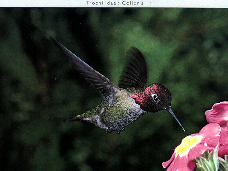 Ds-Oiseau 132-Costas Hummingbird-approaching flowers.jpg