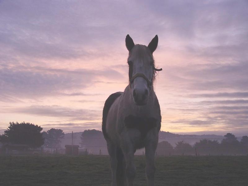 Dsc00588-Horse in Sunrise-by David C Long.jpg