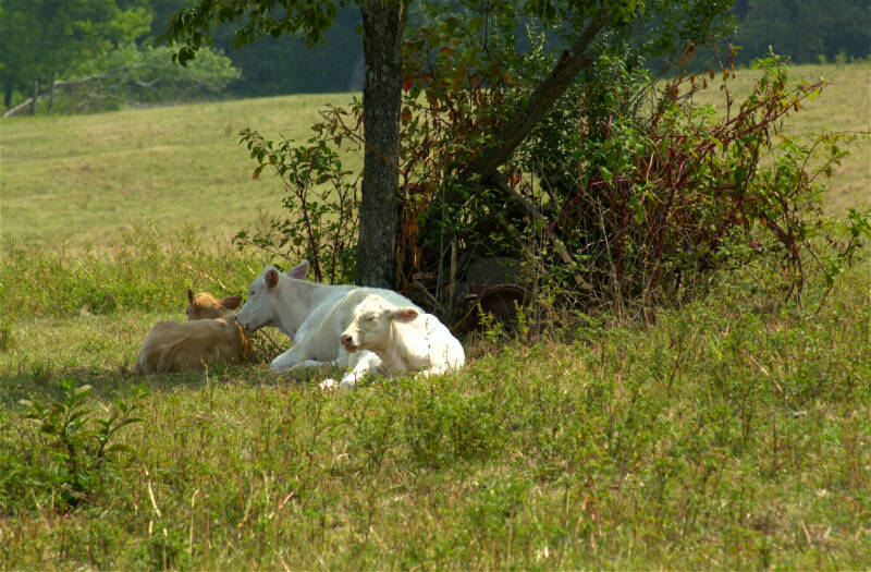 Dsc 0011-White Cow and Calf-by Tom Black.jpg