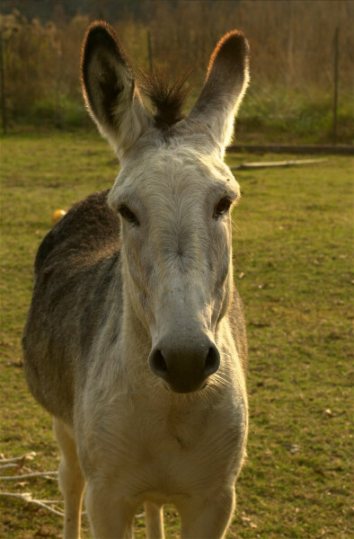 Dsc 0021-Donkey-by Tom Black.jpg