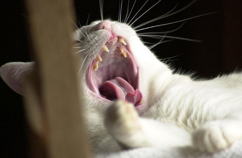 Dsc 4935 copy-White Cat yawning-by Tom Black.jpg