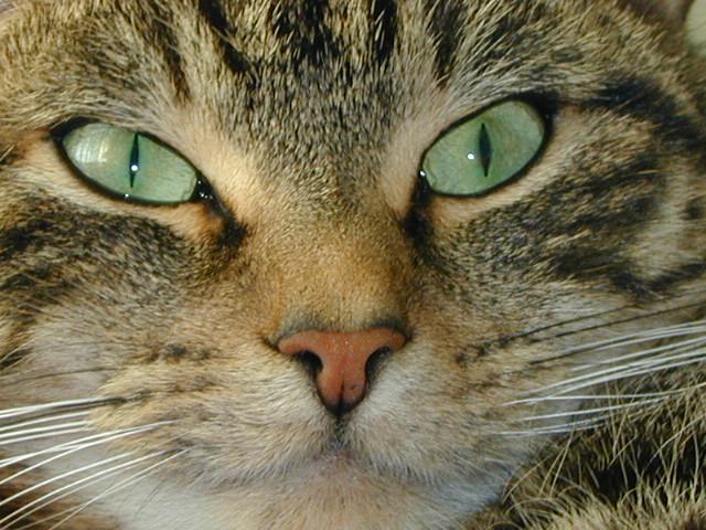Dscn0020 4-House Cat Face-by Erich Mangl.jpg