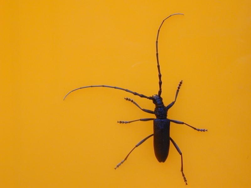 Dscn0129-Long-horned Beetle-by Erich Mangl.jpg