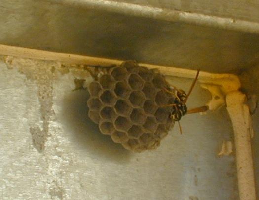 Dscn0144-Wasp making home-by Erich Mangl.jpg